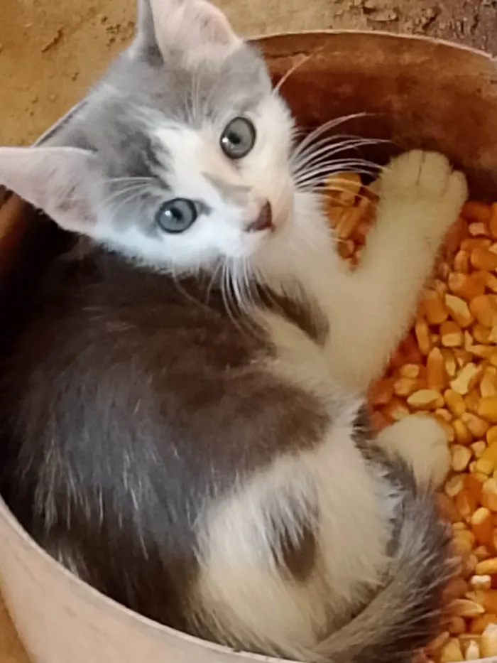 Gato raça SRD-ViraLata idade Abaixo de 2 meses nome MARIA DE LOURDES VIEIRA