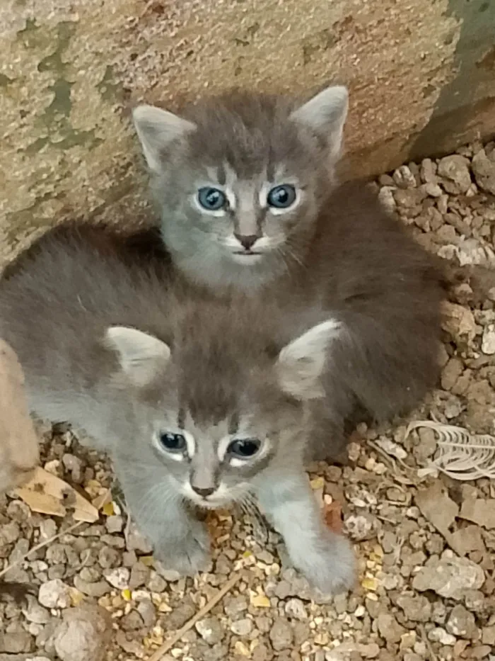Gato raça SRD-ViraLata idade Abaixo de 2 meses nome MARIA DE LOURDES VIEIRA