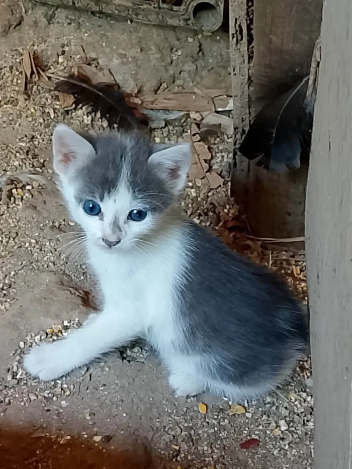 Gato raça SRD-ViraLata idade Abaixo de 2 meses nome MARIA DE LOURDES VIEIRA