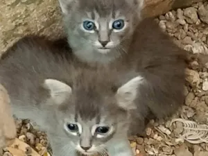 Gato raça SRD-ViraLata idade Abaixo de 2 meses nome MARIA DE LOURDES VIEIRA
