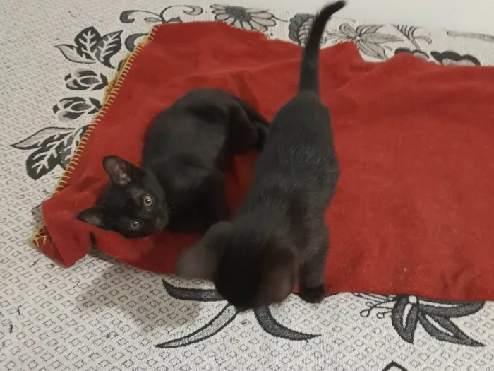 Gato raça SRD-ViraLata idade 2 a 6 meses nome Black e Dark