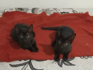 Gato raça SRD-ViraLata idade 2 a 6 meses nome Black e Dark