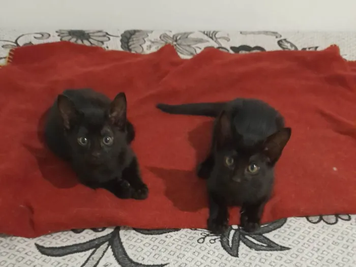 Gato raça SRD-ViraLata idade 2 a 6 meses nome Black e Dark