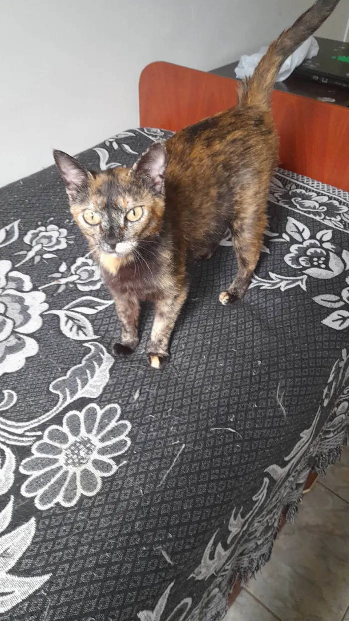 Gato raça Exótico idade 1 ano nome Filo