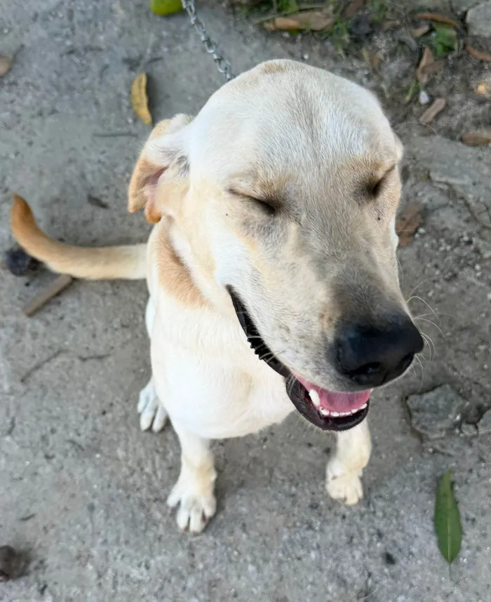 Cachorro raça Labrador idade 7 a 11 meses nome Marlon