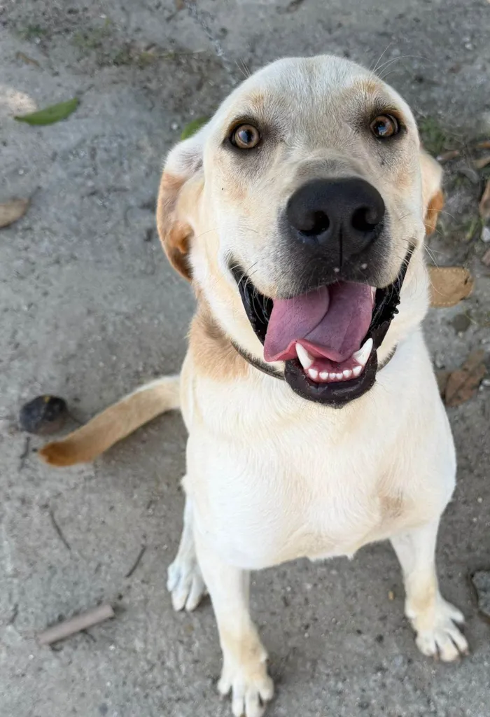 Cachorro raça Labrador idade 7 a 11 meses nome Marlon