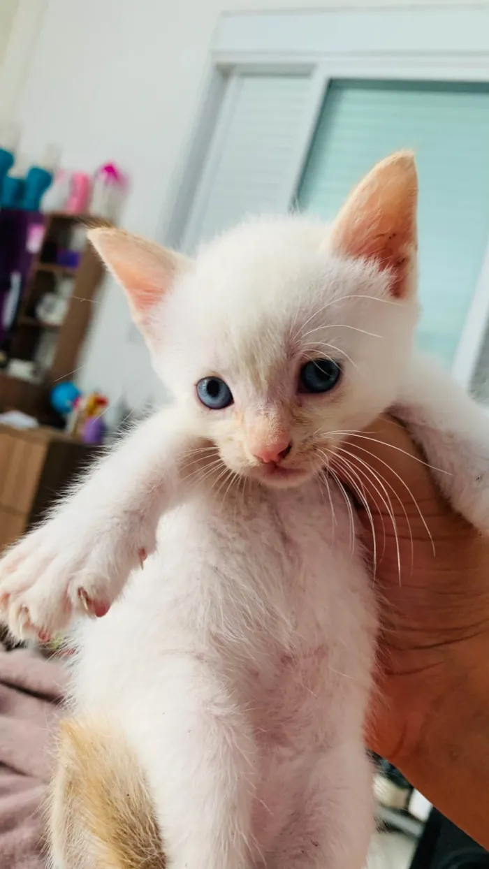 Gato raça SRD-ViraLata idade Abaixo de 2 meses nome Kenai