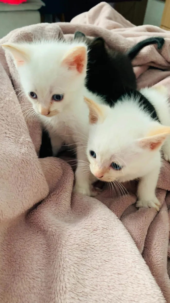 Gato raça SRD-ViraLata idade Abaixo de 2 meses nome Kenai