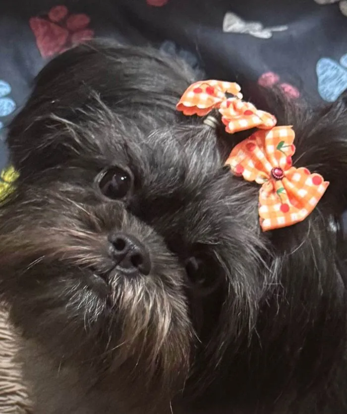 Cachorro ra a Shitzu idade 2 anos nome Maju