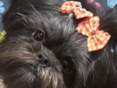 Cachorro ra a Shitzu idade 2 anos nome Maju