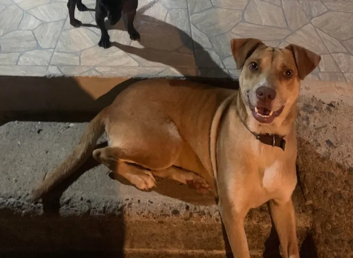 Cachorro raça SRD-ViraLata idade 2 anos nome Pandora
