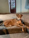 Cachorro raça SRD-ViraLata idade 2 anos nome Pandora