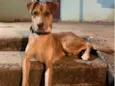 Cachorro raça SRD-ViraLata idade 2 anos nome Pandora