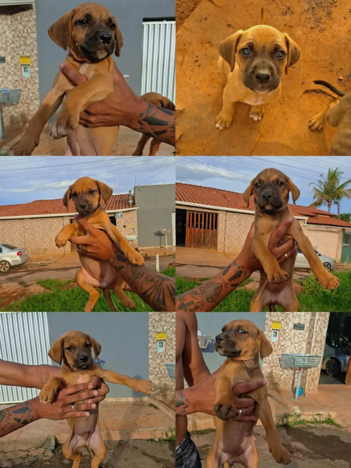 Cachorro raça SRD-ViraLata idade Abaixo de 2 meses nome Sem nome ainda