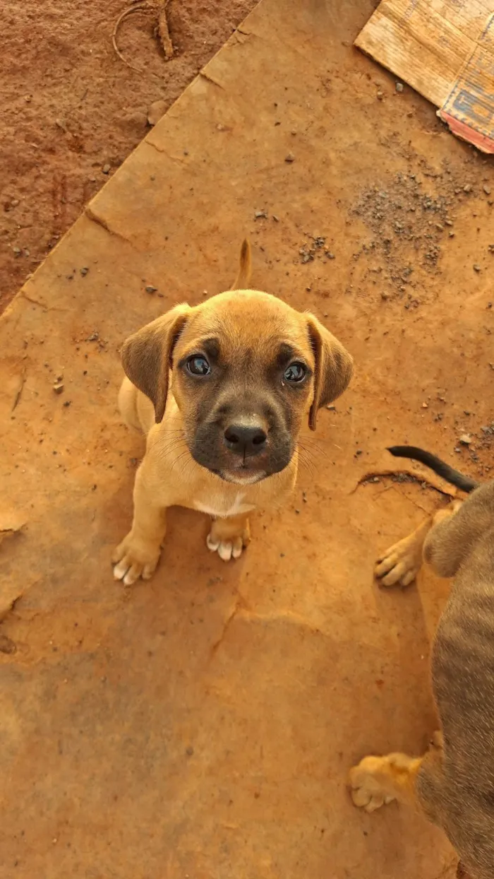 Cachorro raça SRD-ViraLata idade Abaixo de 2 meses nome Sem nome ainda