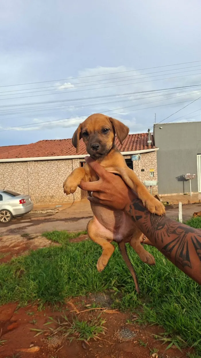 Cachorro raça SRD-ViraLata idade Abaixo de 2 meses nome Sem nome ainda