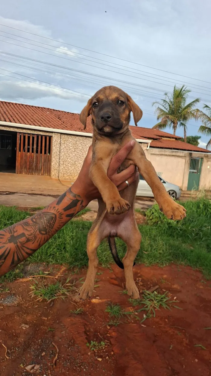 Cachorro raça SRD-ViraLata idade Abaixo de 2 meses nome Sem nome ainda