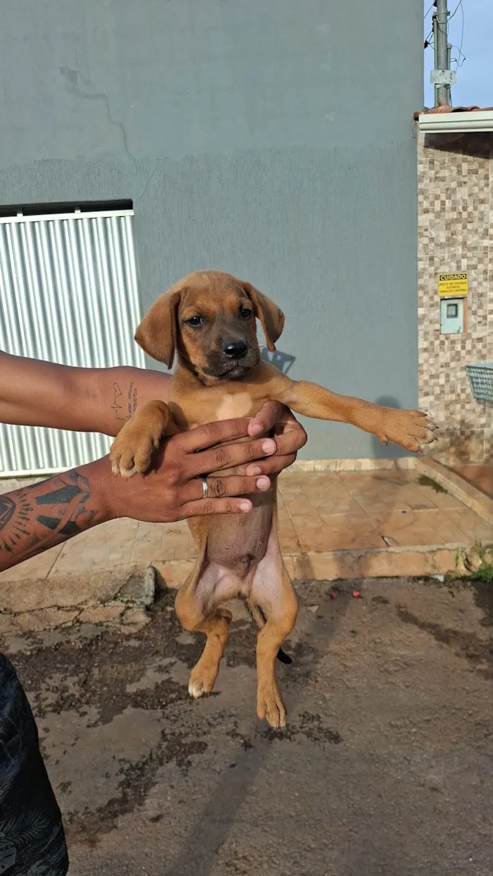 Cachorro raça SRD-ViraLata idade Abaixo de 2 meses nome Sem nome ainda