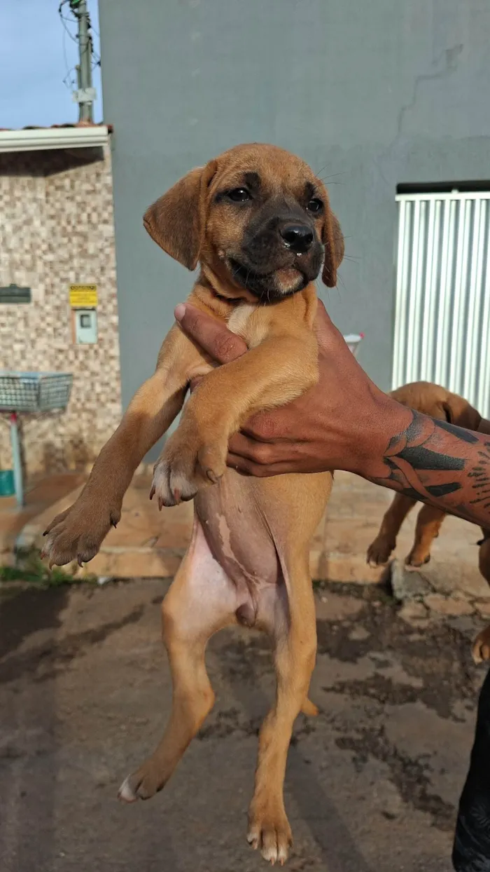 Cachorro raça SRD-ViraLata idade Abaixo de 2 meses nome Sem nome ainda