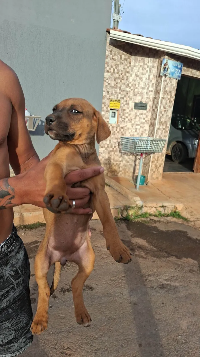 Cachorro raça SRD-ViraLata idade Abaixo de 2 meses nome Sem nome ainda