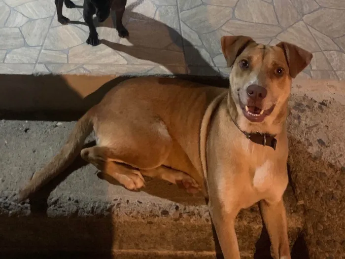 Cachorro raça SRD-ViraLata idade 2 anos nome Pandora