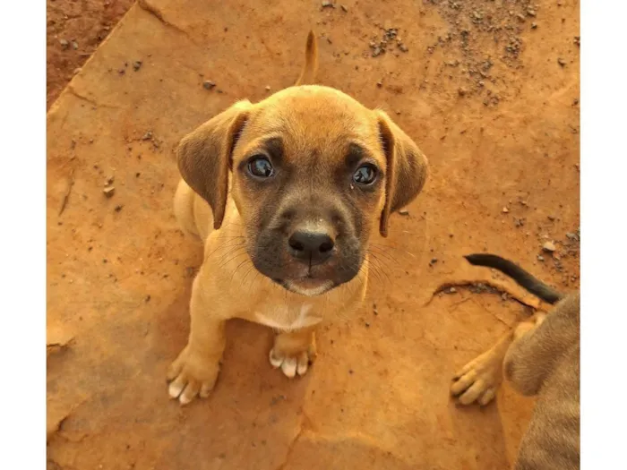 Cachorro raça SRD-ViraLata idade Abaixo de 2 meses nome Sem nome ainda