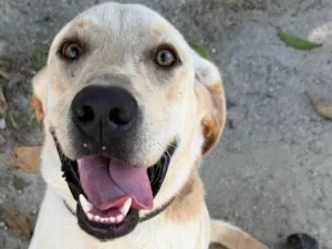 Cachorro raça Labrador idade 7 a 11 meses nome Marlon