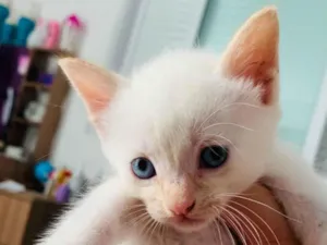 Gato raça SRD-ViraLata idade Abaixo de 2 meses nome Kenai