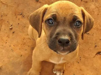 Cachorro raça SRD-ViraLata idade Abaixo de 2 meses nome Sem nome ainda