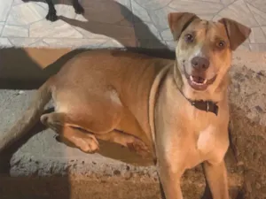 Cachorro raça SRD-ViraLata idade 2 anos nome Pandora
