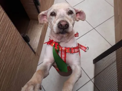 Cachorro raça SRD-ViraLata idade 6 ou mais anos nome NEY