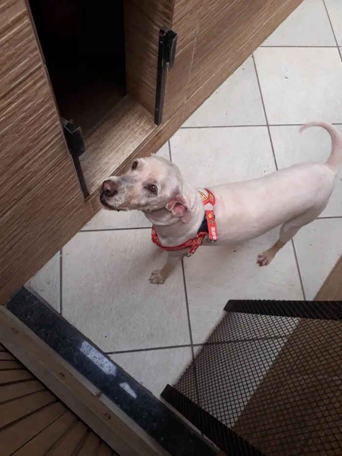 Cachorro ra a SRD-ViraLata idade 6 ou mais anos nome NEY