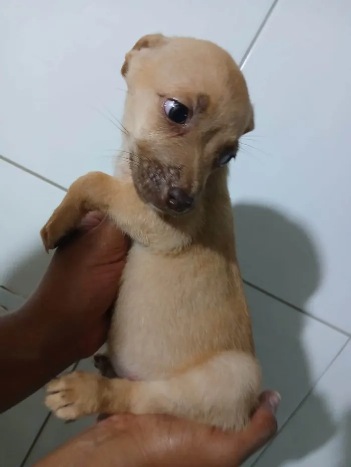 Cachorro ra a SRD-ViraLata idade Abaixo de 2 meses nome LESSIE