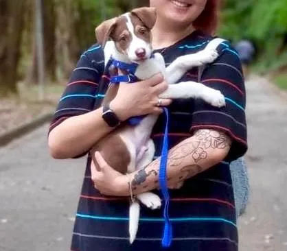 Cachorro raça SRD-ViraLata idade 2 a 6 meses nome Snoopy