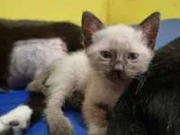 Gato ra a SRD-ViraLata idade Abaixo de 2 meses nome 4 filhotes gatinhos 