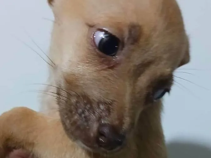 Cachorro ra a SRD-ViraLata idade Abaixo de 2 meses nome LESSIE