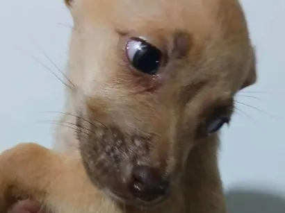 Cachorro ra a SRD-ViraLata idade Abaixo de 2 meses nome LESSIE