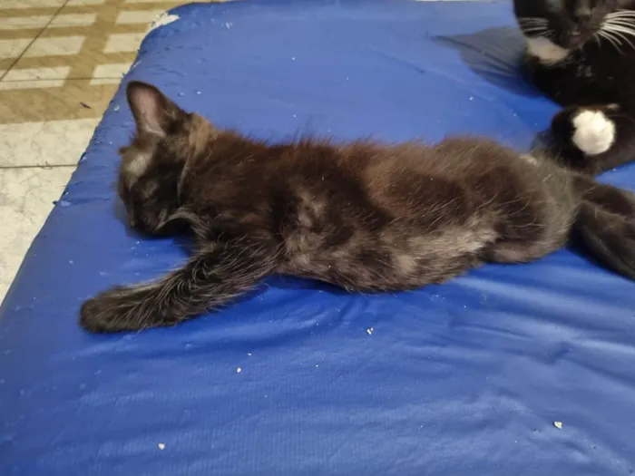 Gato ra a SRD-ViraLata idade Abaixo de 2 meses nome 4 filhotes gatinhos 