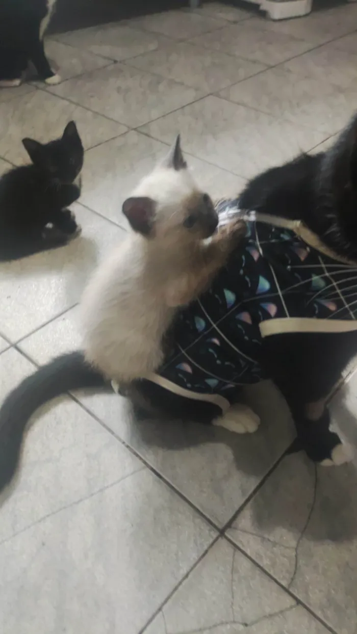 4 filhotes gatinhos 