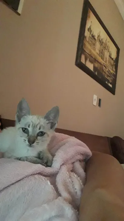 Gato raça SRD-ViraLata idade Abaixo de 2 meses nome Mimi