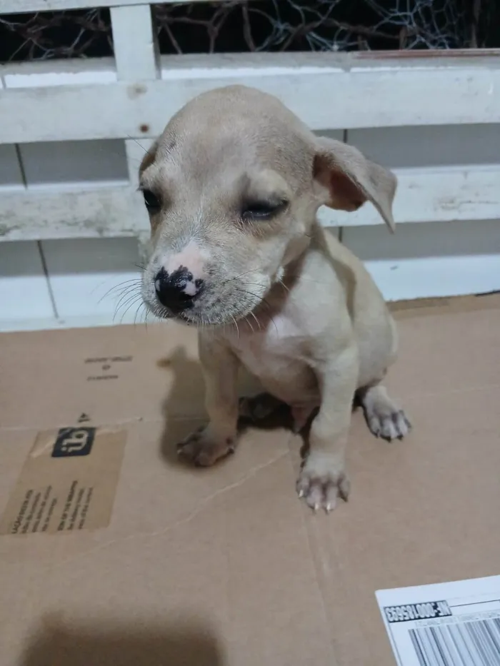 Cachorro ra a SRD-ViraLata idade Abaixo de 2 meses nome RAMBO