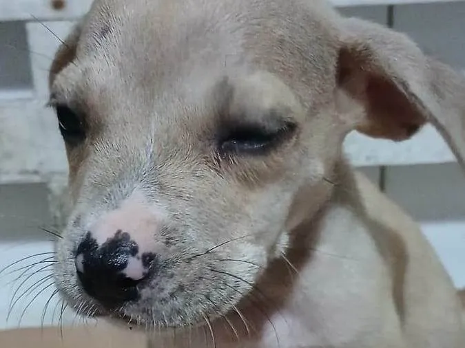 Cachorro ra a SRD-ViraLata idade Abaixo de 2 meses nome RAMBO