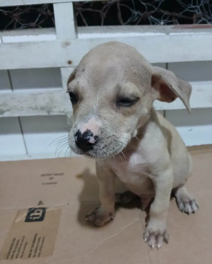 Cachorro ra a SRD-ViraLata idade Abaixo de 2 meses nome RAMBO