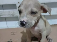 Cachorro raça SRD-ViraLata idade Abaixo de 2 meses nome RAMBO
