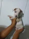 Cachorro ra a SRD-ViraLata idade Abaixo de 2 meses nome MAGALI