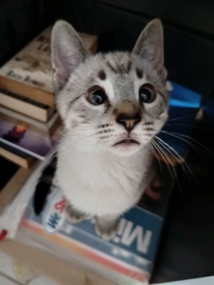 Gato raça SRD-ViraLata idade 2 a 6 meses nome Branquinho