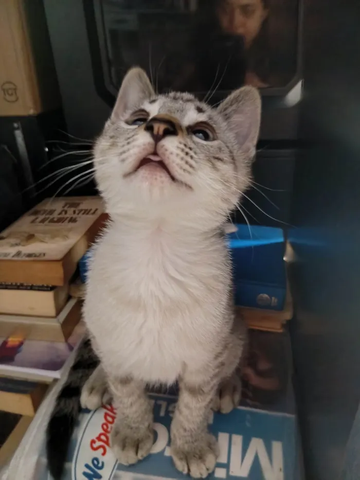 Gato raça SRD-ViraLata idade 2 a 6 meses nome Branquinho