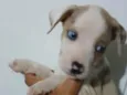 Cachorro ra a SRD-ViraLata idade Abaixo de 2 meses nome MAGALI