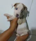 Cachorro ra a SRD-ViraLata idade Abaixo de 2 meses nome MAGALI