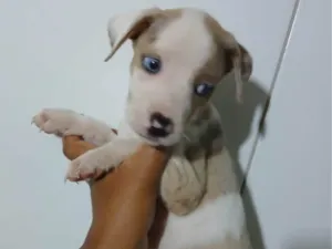 Cachorro ra a SRD-ViraLata idade Abaixo de 2 meses nome MAGALI